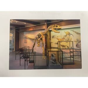 Vintage Dinosaur Museum Exhibit Postcard Fossil Skeleton Display